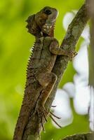 Boyd's Forest Dragon in Australia photo