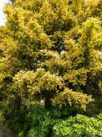 Black Wattle Tree photo