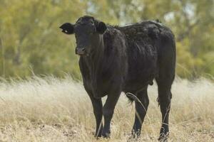 Brangus Cow in Australia photo