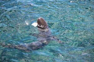 Bronze Whaler Shark photo