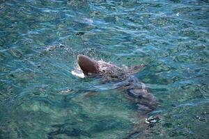 Bronze Whaler Shark photo