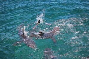 tiburón ballenero de bronce foto
