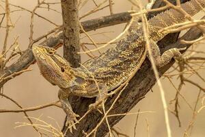 Central Bearded Dragon in Australia photo