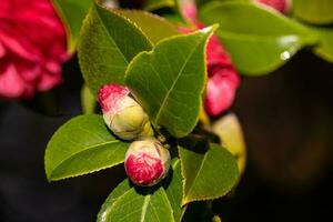 Pink Camellia Flowers photo