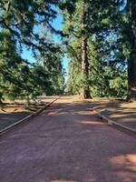 Ballarat Gardens, Victoria, Australia photo