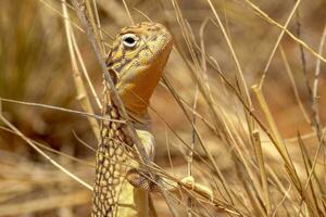 Central Netted Dragon photo