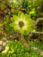 Conebush Plant in New Zealand photo