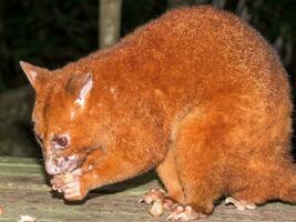 Coppery Brush-tailed Possum photo