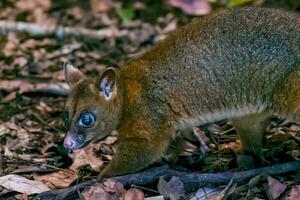 Coppery Brush-tailed Possum photo