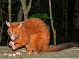 Coppery Brush-tailed Possum photo