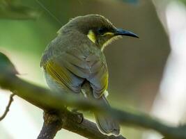 Cryptic Honeyeater in Australia photo