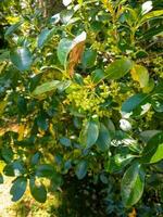 Green Coprosma Plant photo