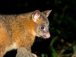 Coppery Brush-tailed Possum photo