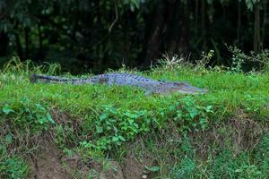 Crocodile in Australia photo