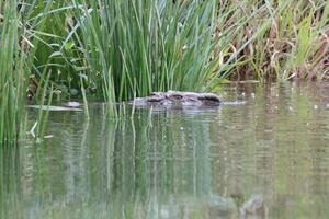 Crocodile in Australia photo