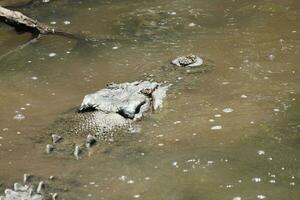 Crocodile in Australia photo