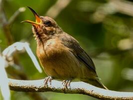 Dusky Honeyeater in Australia photo