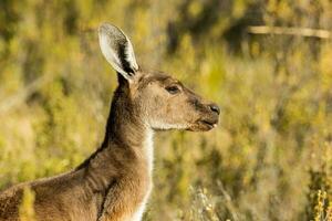 Eastern Grey Kangaroo photo