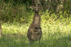 Eastern Grey Kangaroo photo