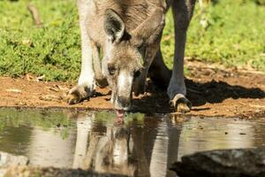 Eastern Grey Kangaroo photo