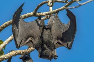 volador zorro Fruta murciélago foto