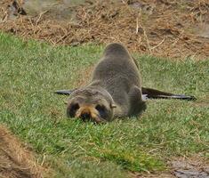 lobo marino de nueva zelanda foto