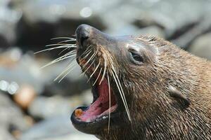 New Zealand Fur Seal photo