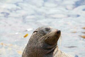 New Zealand Fur Seal photo