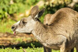 Eastern Grey Kangaroo photo