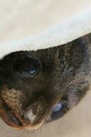 New Zealand Fur Seal photo