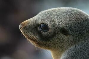 New Zealand Fur Seal photo