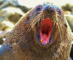 New Zealand Fur Seal photo