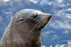 New Zealand Fur Seal photo