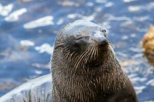 New Zealand Fur Seal photo