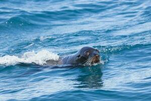 lobo marino de nueva zelanda foto