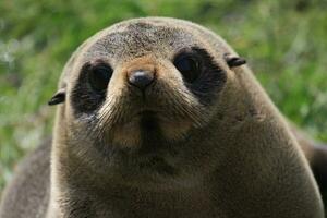 New Zealand Fur Seal photo