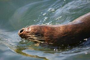 lobo marino de nueva zelanda foto