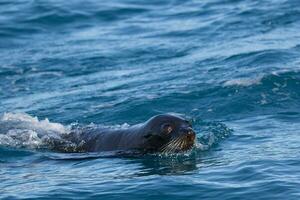 lobo marino de nueva zelanda foto