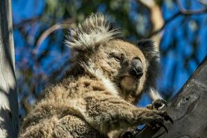 coala de Australia foto