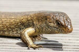 King's Skink of Australia photo