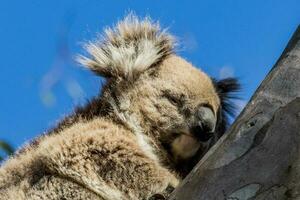coala de Australia foto