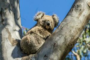 coala de Australia foto