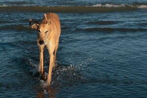 Cute Greyhound Dog photo