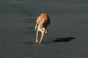 Cute Greyhound Dog photo