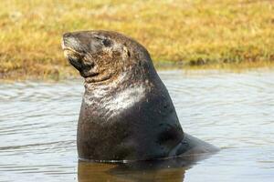 New Zealand Sea Lion photo