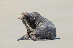 New Zealand Sea Lion photo