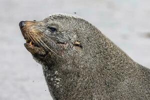 New Zealand Fur Seal photo