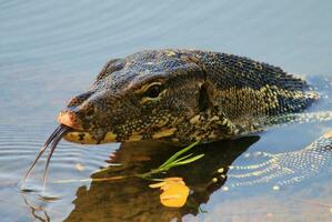 Water Monitor in Thailand photo