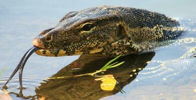 Water Monitor in Thailand photo