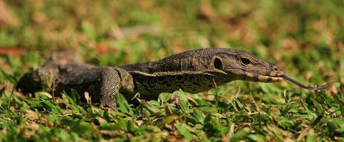 Water Monitor in Thailand photo